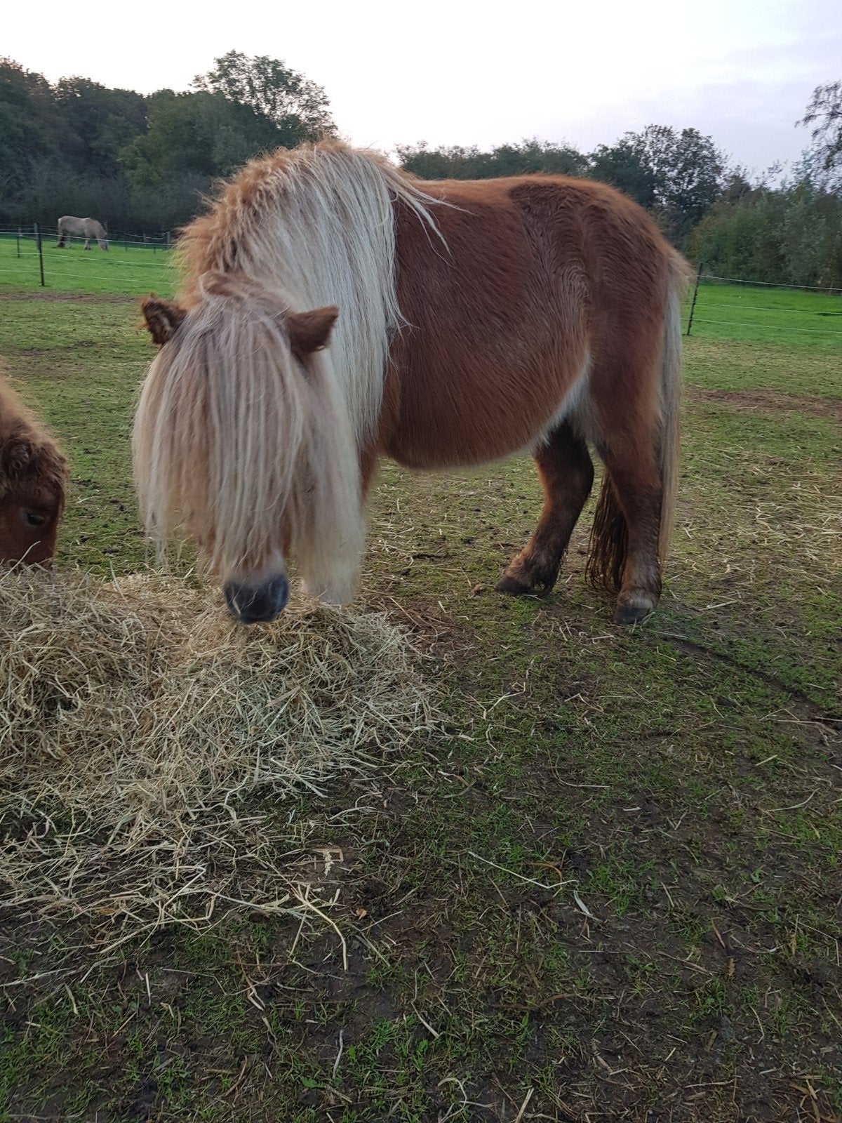 Mooie rastypische shetlander merrie., Merrie, Met stamboom, Niet van toepassing, A pony (tot 1.17m)