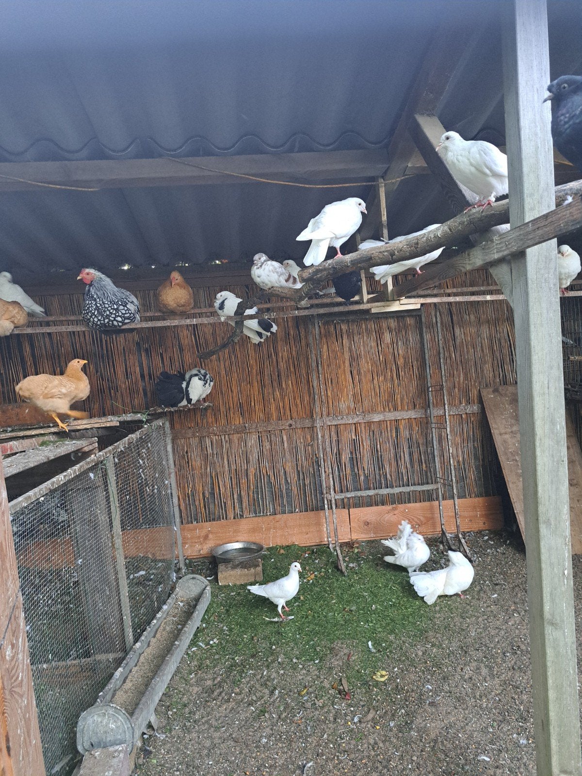 Tekoop witte postduiven en pauwstaarten, Dieren en Toebehoren, Meerdere dieren, Overige soorten