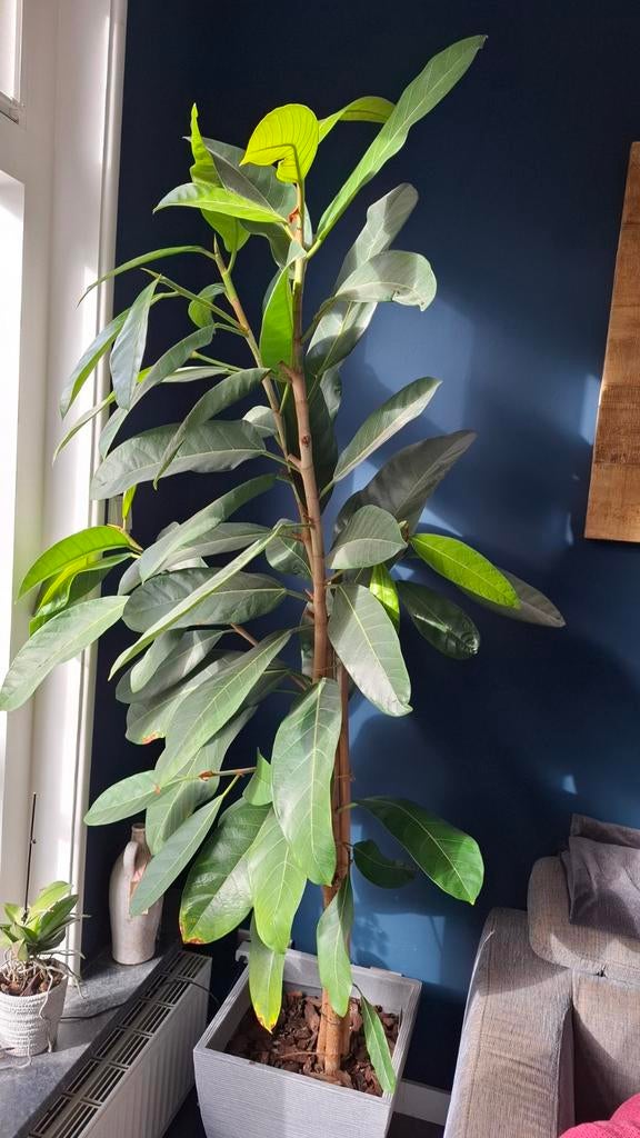 Grote Ficus kamerplant, Huis en Inrichting, Ophalen