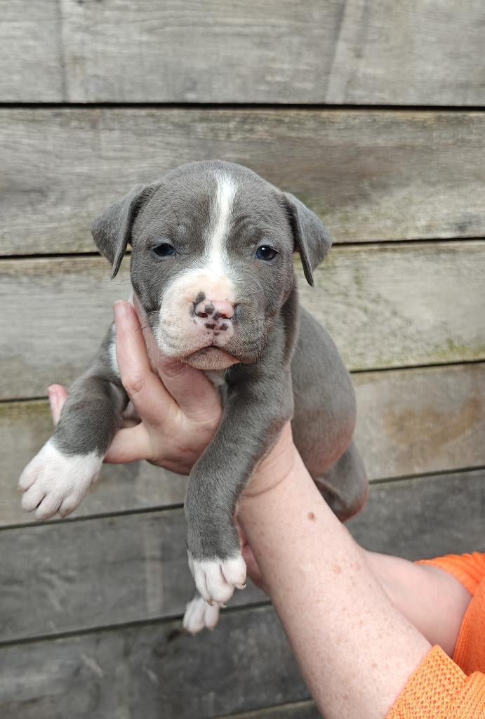 Amerikaanse stafford pups, België, Particulier, HCC (leverziekte), 8 tot 15 weken