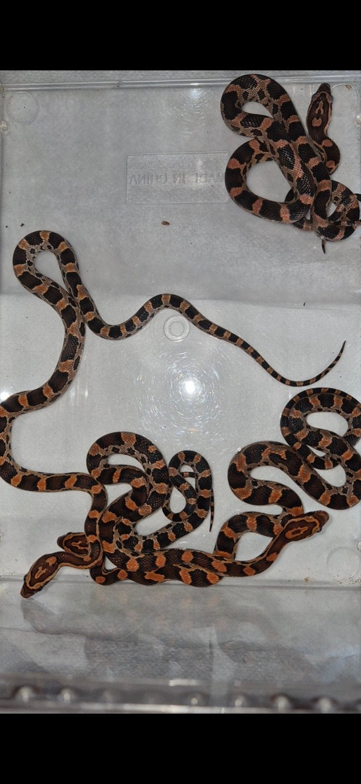0.0.4 Pantherophis guttatus Okeetee Corn Snake photo 3