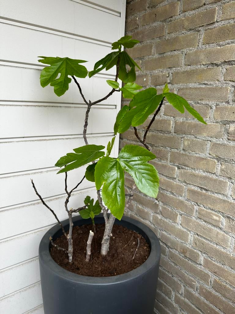 Diverse vijgenbomen, met vruchten. Diverse grootte, Tuin en Terras, Planten | Bomen, Ophalen of Verzenden, Volle zon, Overige soorten