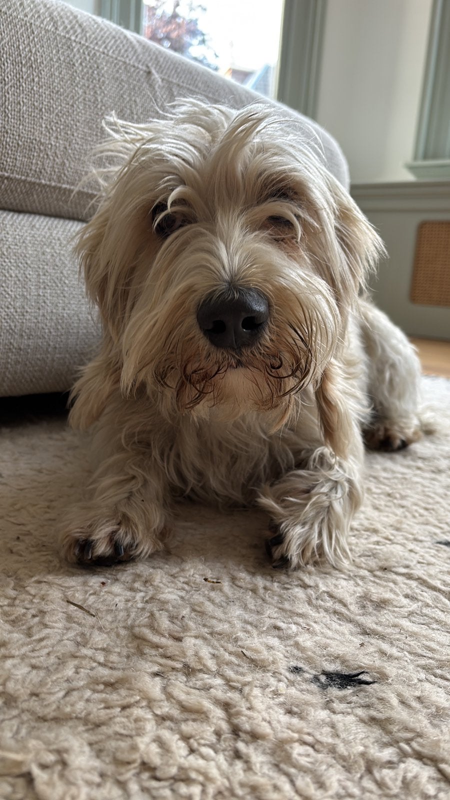 Petit Basset Griffon Vendeen Reu, 6 jaar, 6 jaar of ouder, Particulier, Reu, Basset