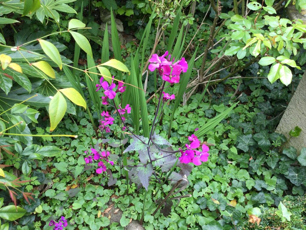 Lunaria ‘Chedglow’ nieuwer soort judaspenning, Ophalen, Lente, Tweejarig, Halfschaduw