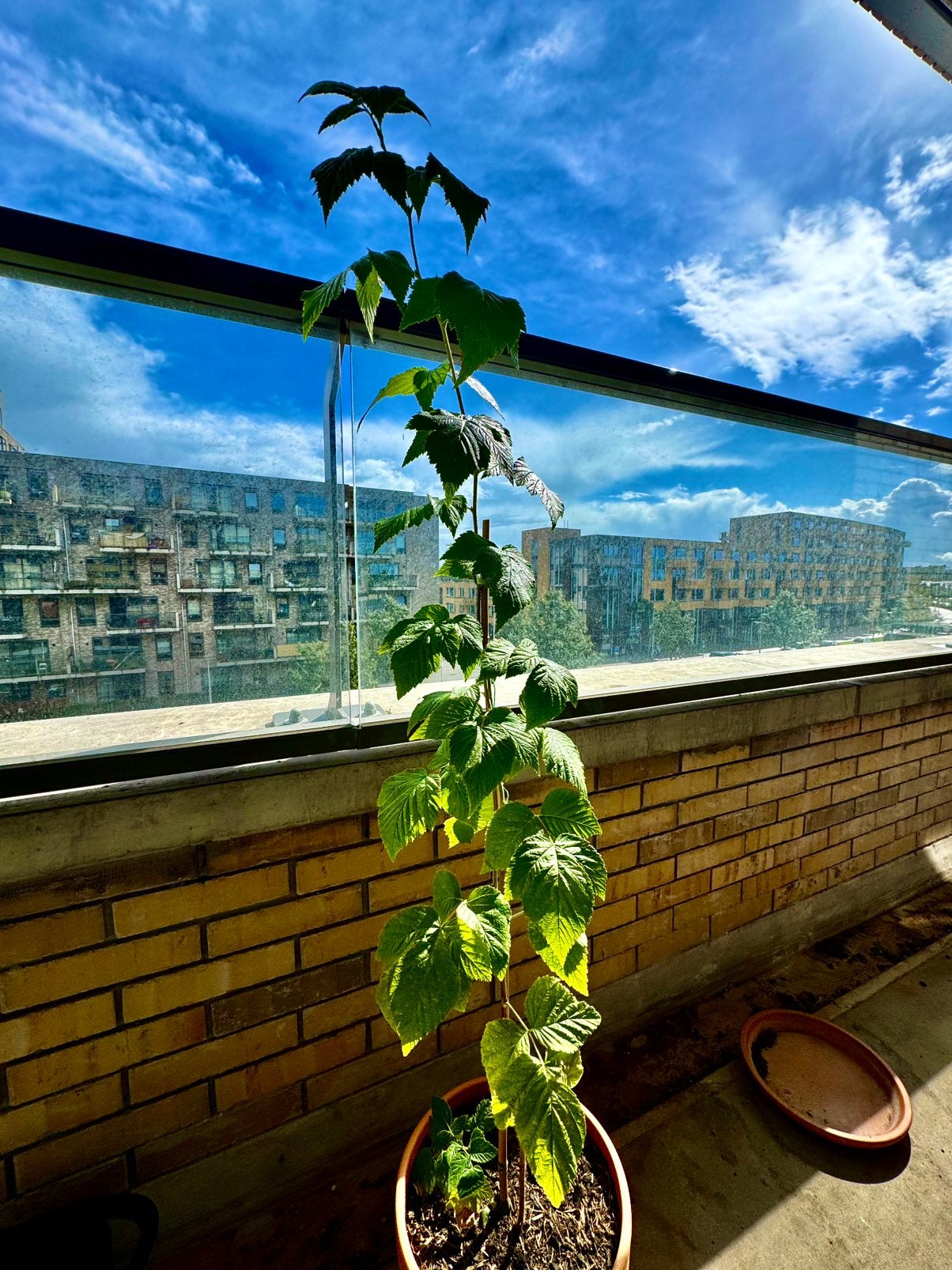 Heerlijke zoete framboos ‘Autumn Chef’ – Grote oogst, Tuin en Terras, Ophalen, Volle zon, Vaste plant, Zomer