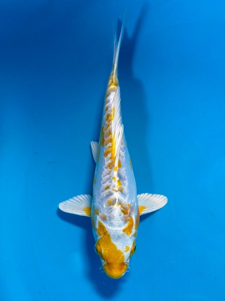 Yamazaki Doitsu Hariwake | Tosai 18–23 cm, Karper of Koi