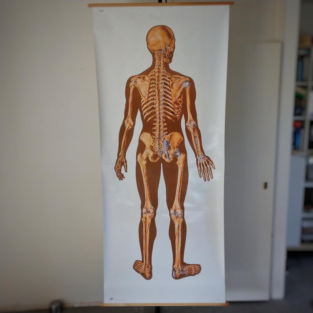 Schoolplaat Beenderenstelsel achterzijde, Antiek en Kunst, Ophalen of Verzenden, Natuur en Biologie