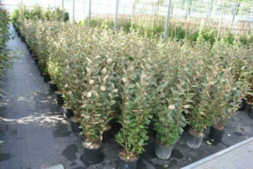 HAAG Elaeagnus ebbingei Compacta Olijfwilg zeewind-droogte++, Ophalen of Verzenden, Herfst, Vaste plant, Volle zon