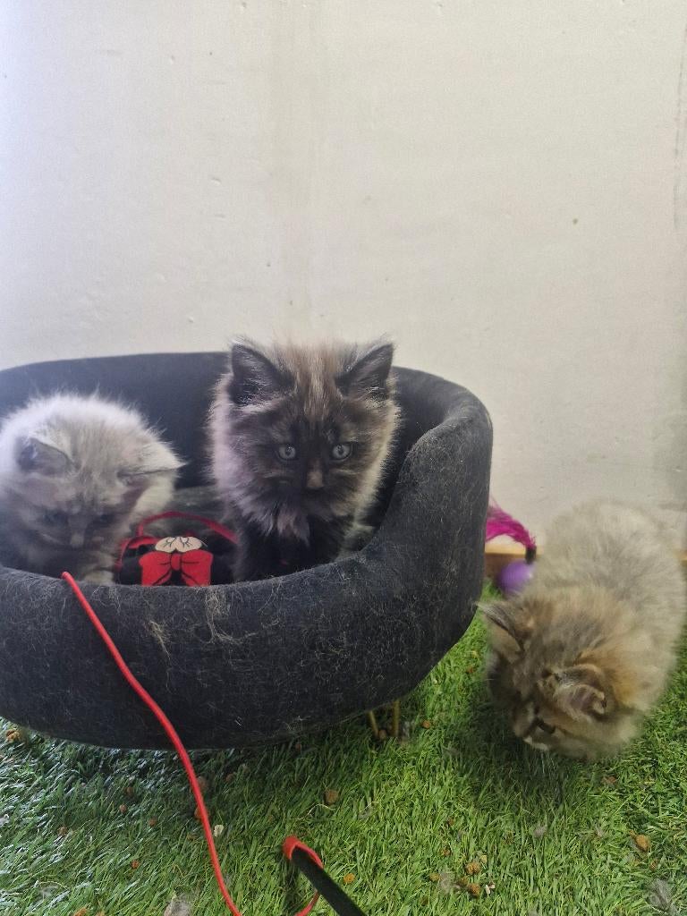 maincone kittens, Meerdere dieren, Ontwormd, 0 tot 2 jaar