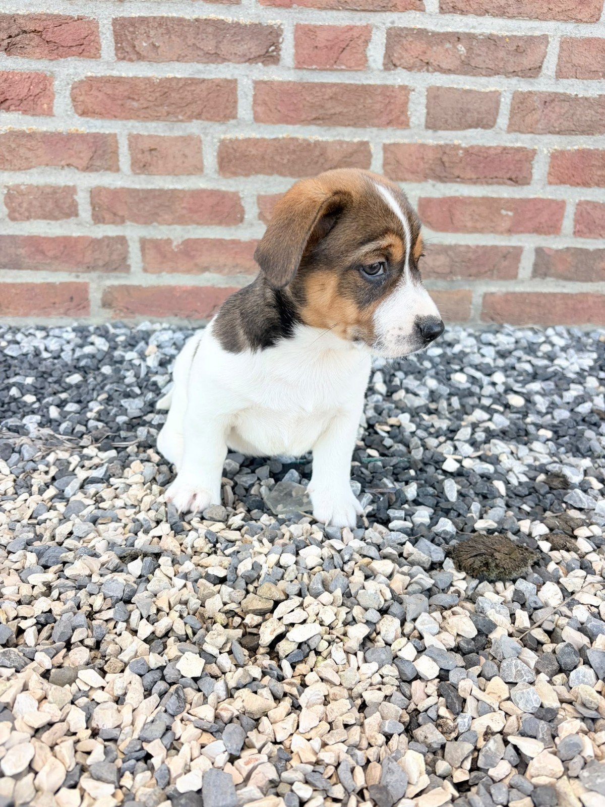 Jack russel mix, Jack Russell Terriër, 8 tot 15 weken, CDV (hondenziekte), Meerdere