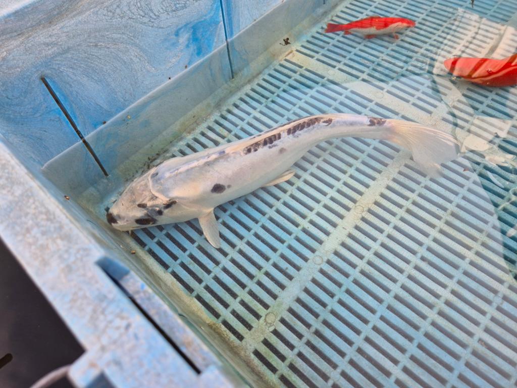 Japanse koi karper wit/zwart, Dieren en Toebehoren, Karper of Koi
