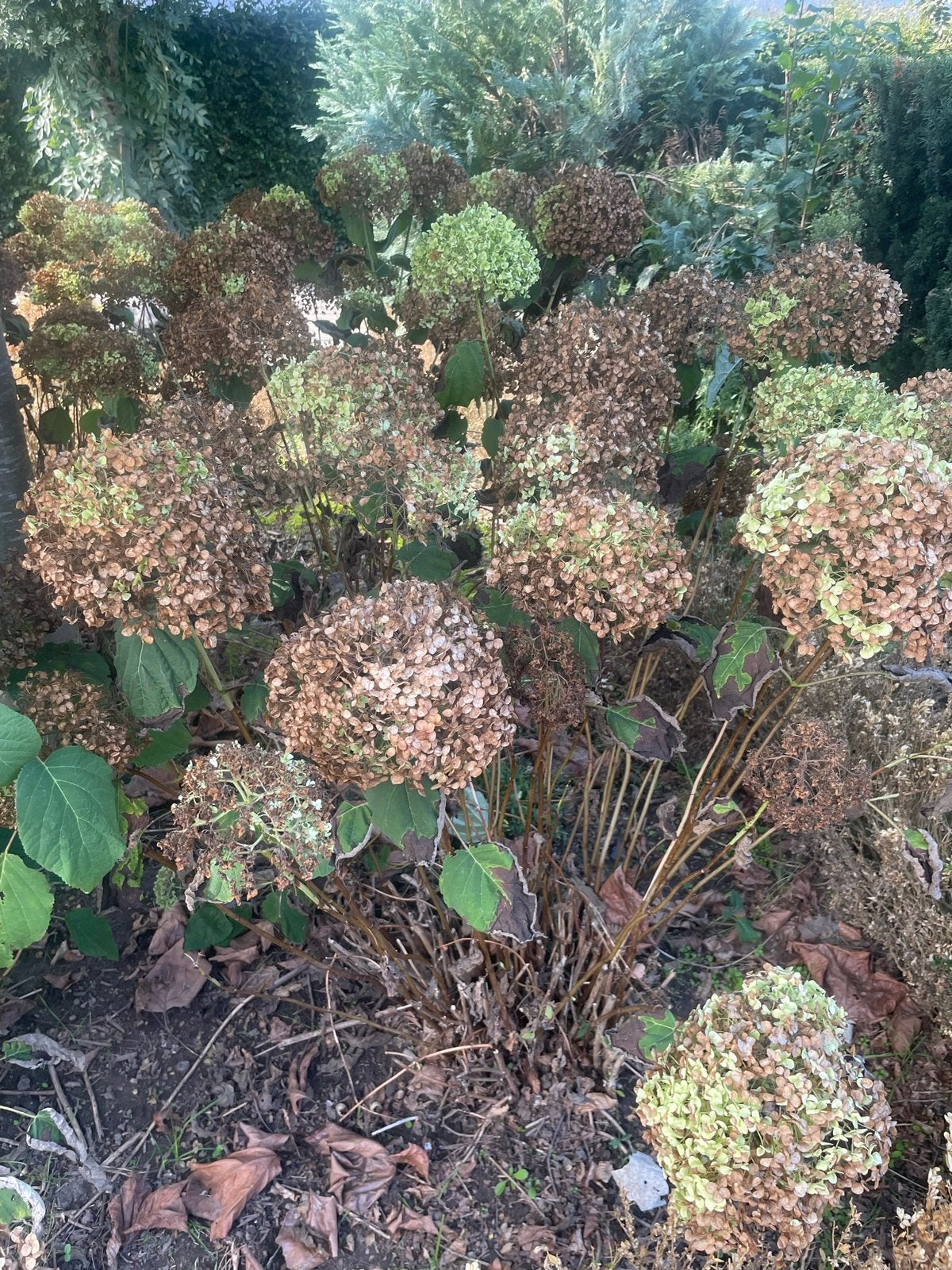 15 volwassen pollen hortensia’s, Tuin en Terras, Ophalen, Hortensia, Struik, 100 tot 250 cm