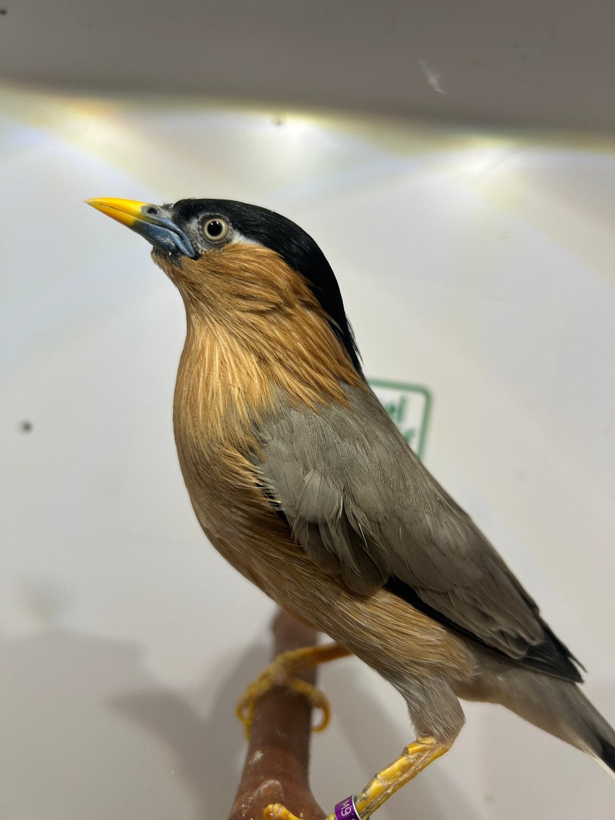 Kweekkoppel pagode spreeuwen, Dieren en Toebehoren, Vogels | Overige Vogels, Meerdere dieren, Tropenvogel, Geringd