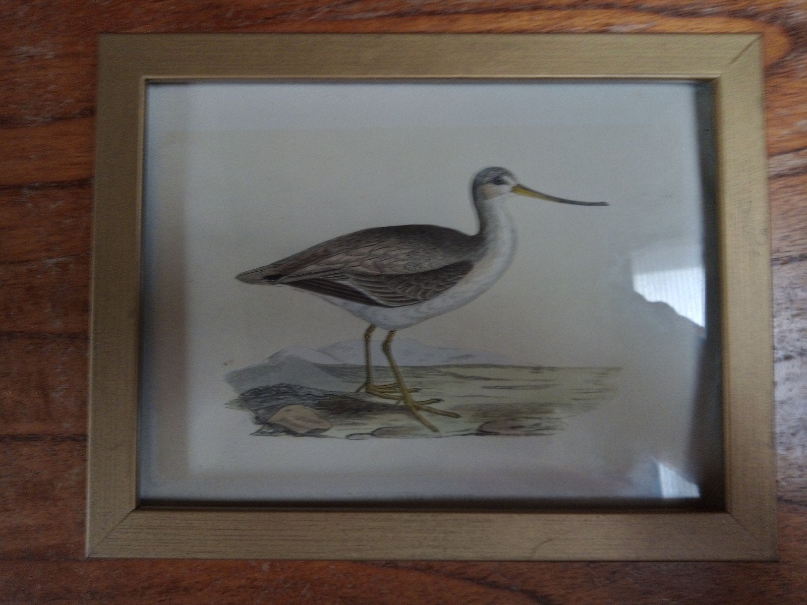Ingelijste print van een vogel - 22x17,5 cm, Huis en Inrichting, Woonaccessoires | Schilderijen, Tekeningen en Foto's, Print, Minder dan 50 cm
