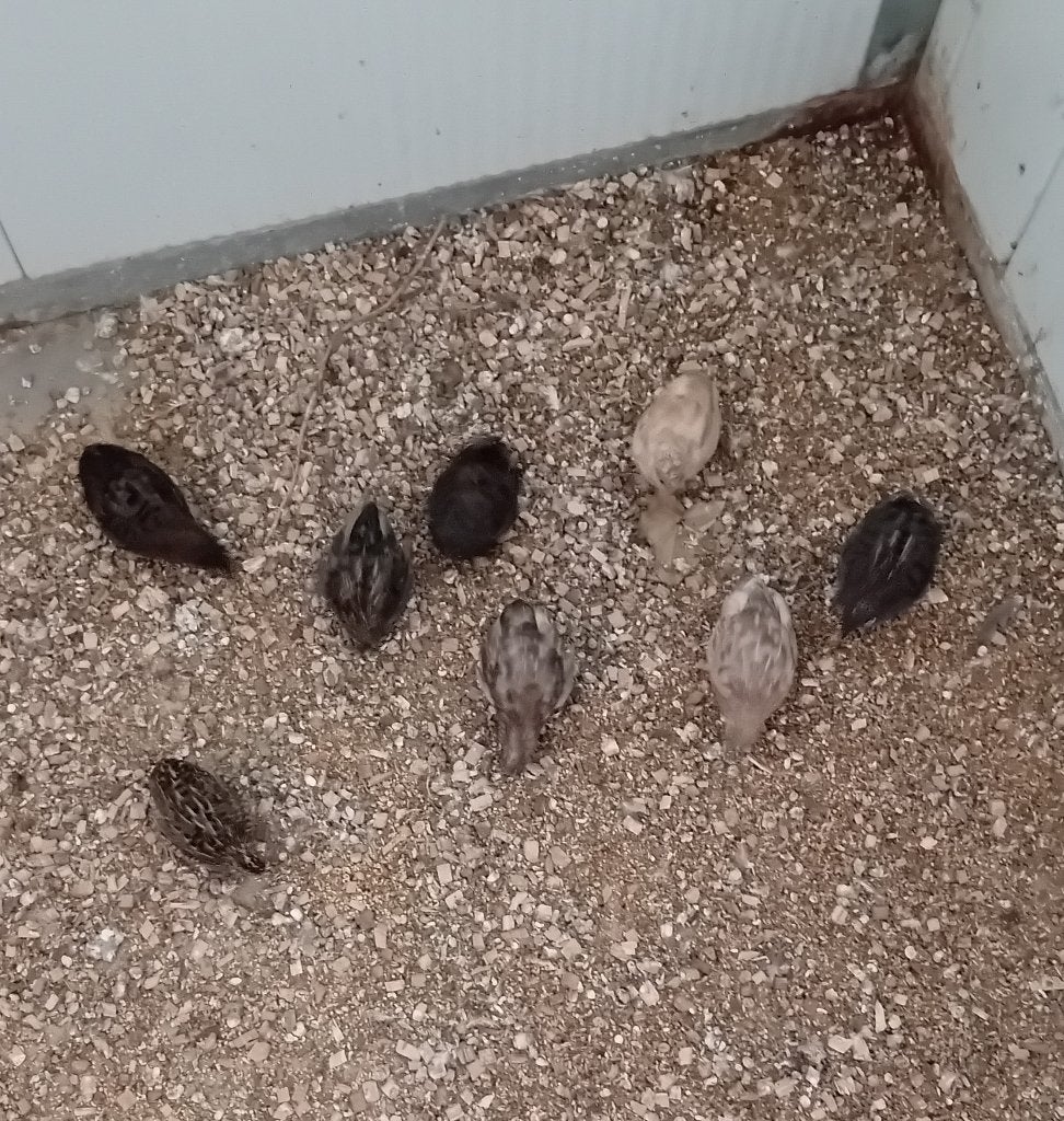 chinese dwergkwartels, Meerdere dieren, Tropenvogel