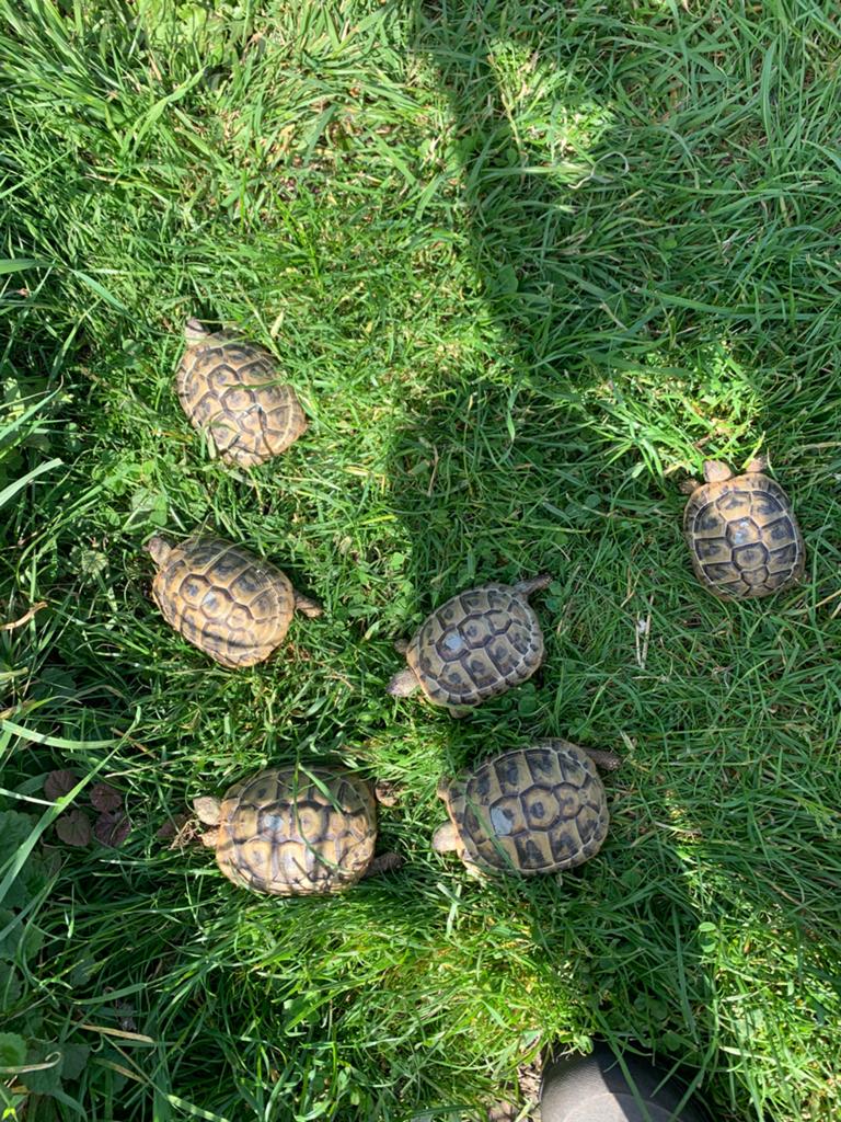 Griekse landscildpad of Testudo Herman’i Boetgerie Tortoise - female for sale from amie.van.remoortere