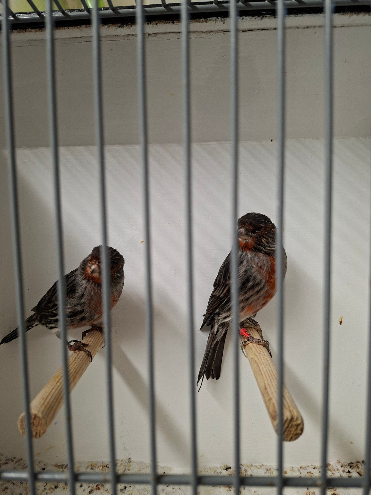 zwart rood mozaïek, Dieren en Toebehoren, Meerdere dieren, Kleurkanarie