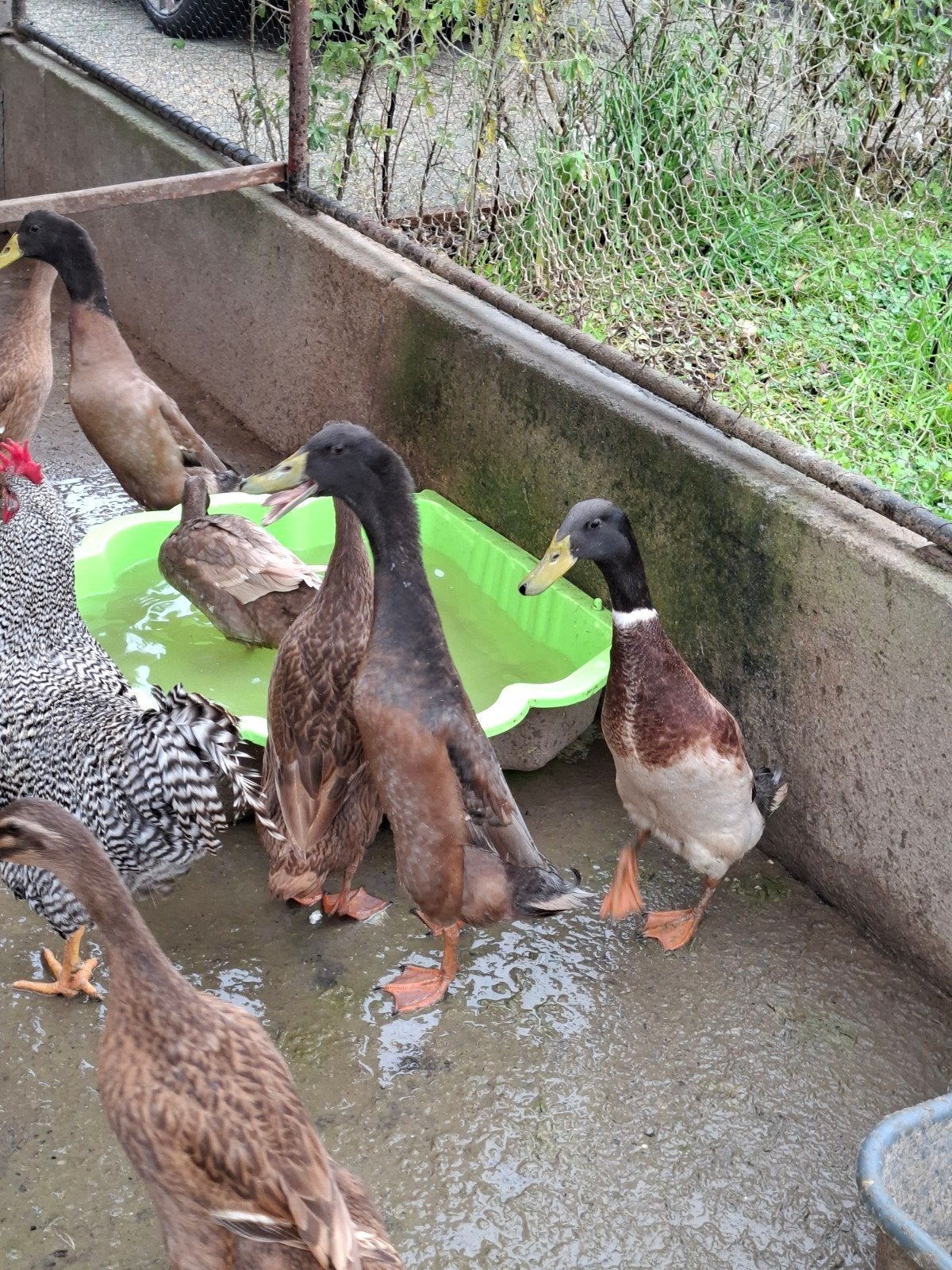 loopeend woerden, Dieren en Toebehoren, Mannelijk, Eend