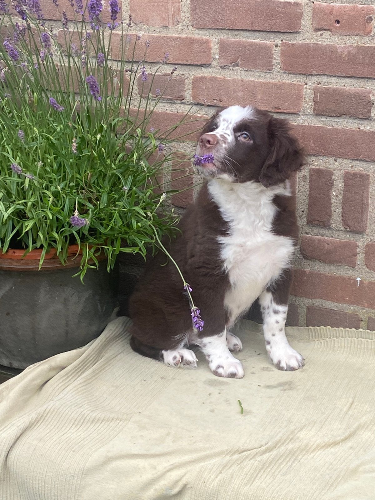 Prachtige FRIESE STABIJ x HEIDEWACHTEL pups, Parvo, Nederland, 8 tot 15 weken, Meerdere