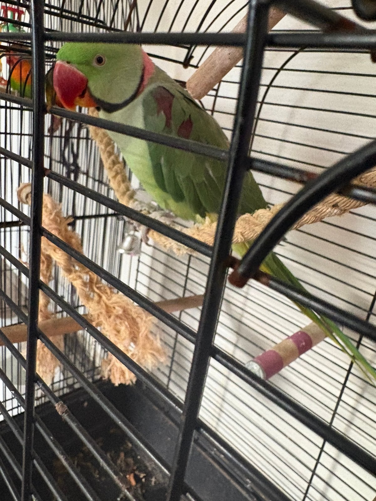 Liefe papagaai, Dieren en Toebehoren, Mannelijk, Papegaai