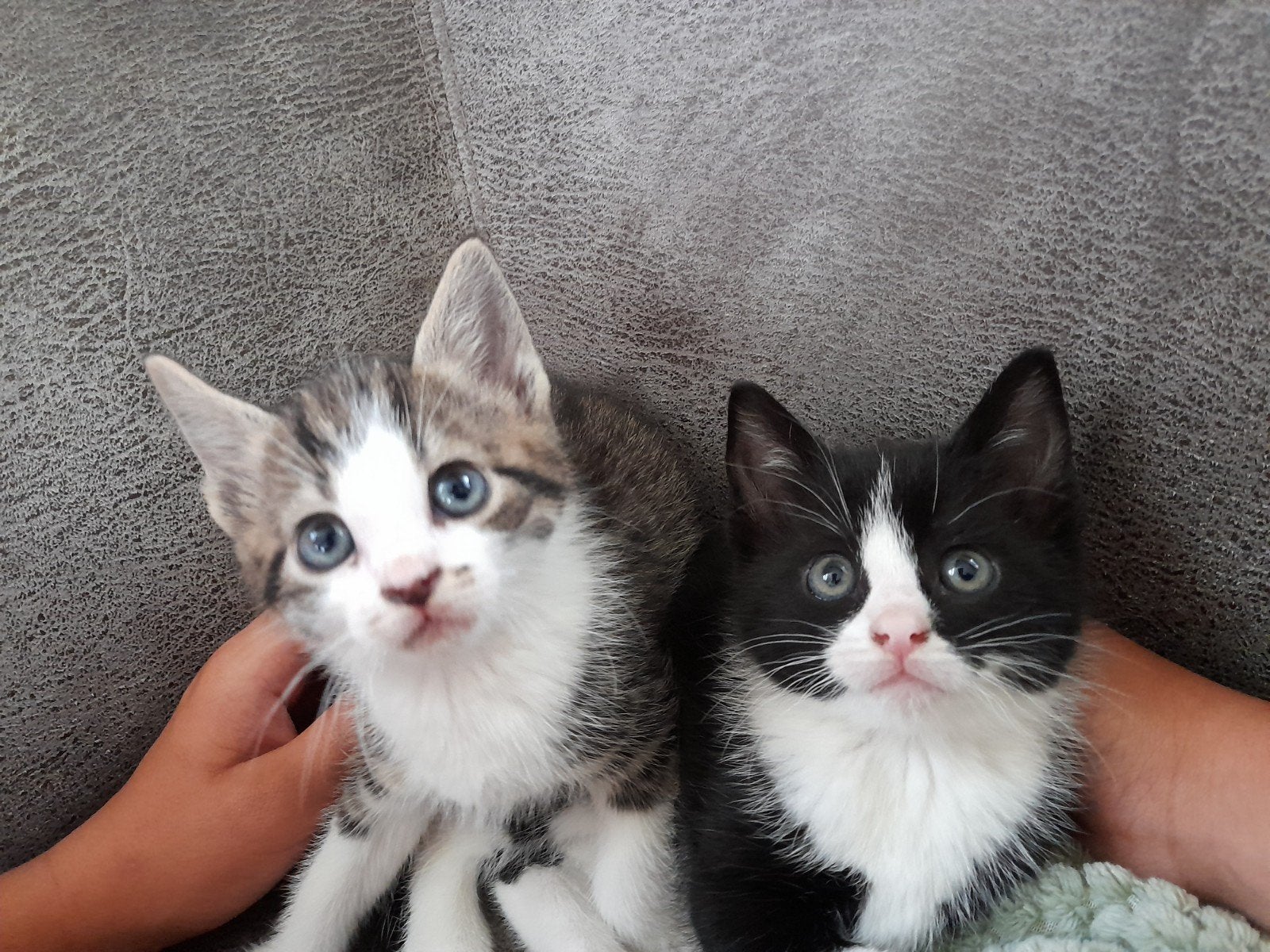 Twee lieve kittens een kater en een poesje, Dieren en Toebehoren, Katten en Kittens | Overige Katten, Meerdere dieren