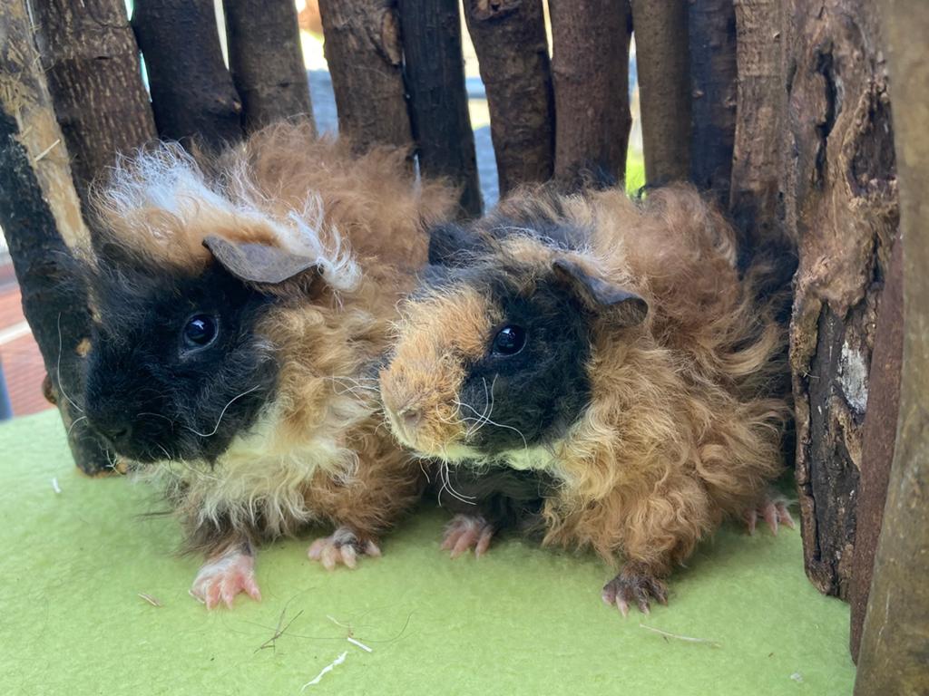 Twee lunkarya cavia beertjes, Dieren en Toebehoren, Knaagdieren, Meerdere dieren, Cavia, April, Tam