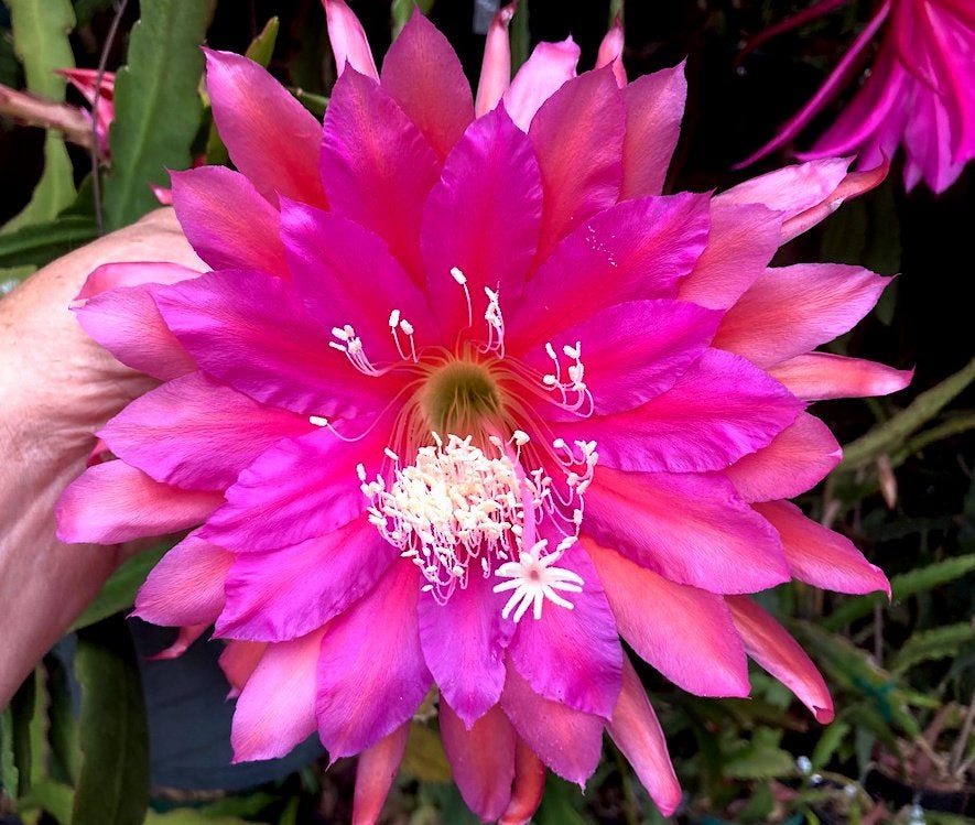 cactus - Epiphyllum Evening Delight, Ophalen of Verzenden, Cactus, Volle zon, Minder dan 100 cm