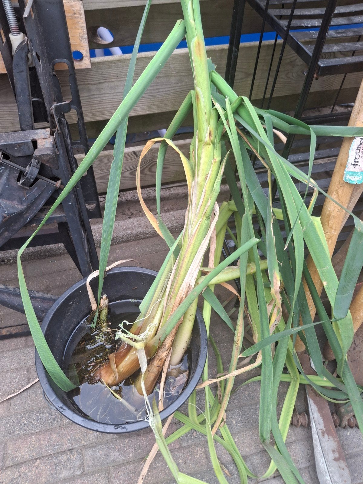 Stekken waterplanten  lisdodde, Ophalen of Verzenden