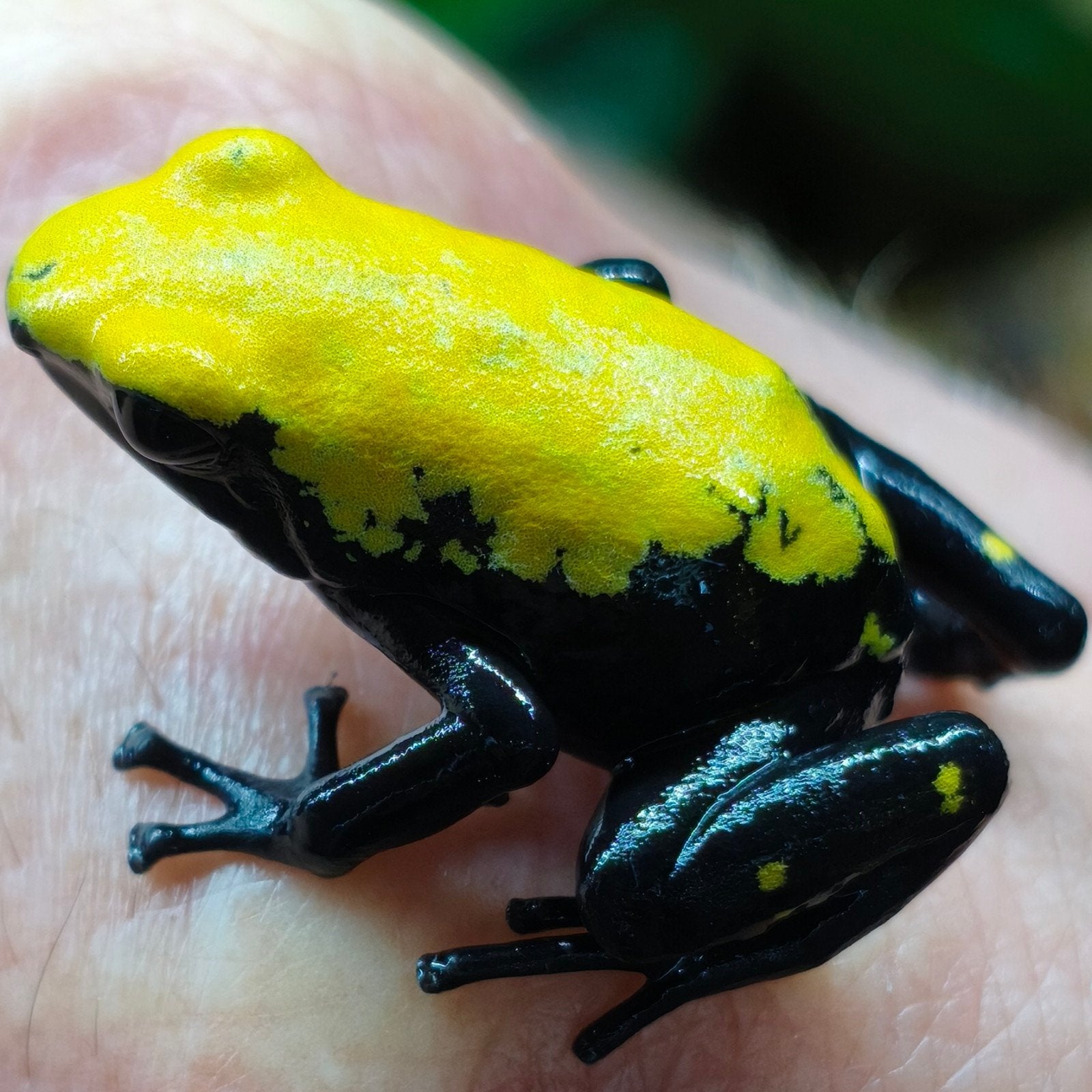 Adelphobates galactonotus 'Geel'
