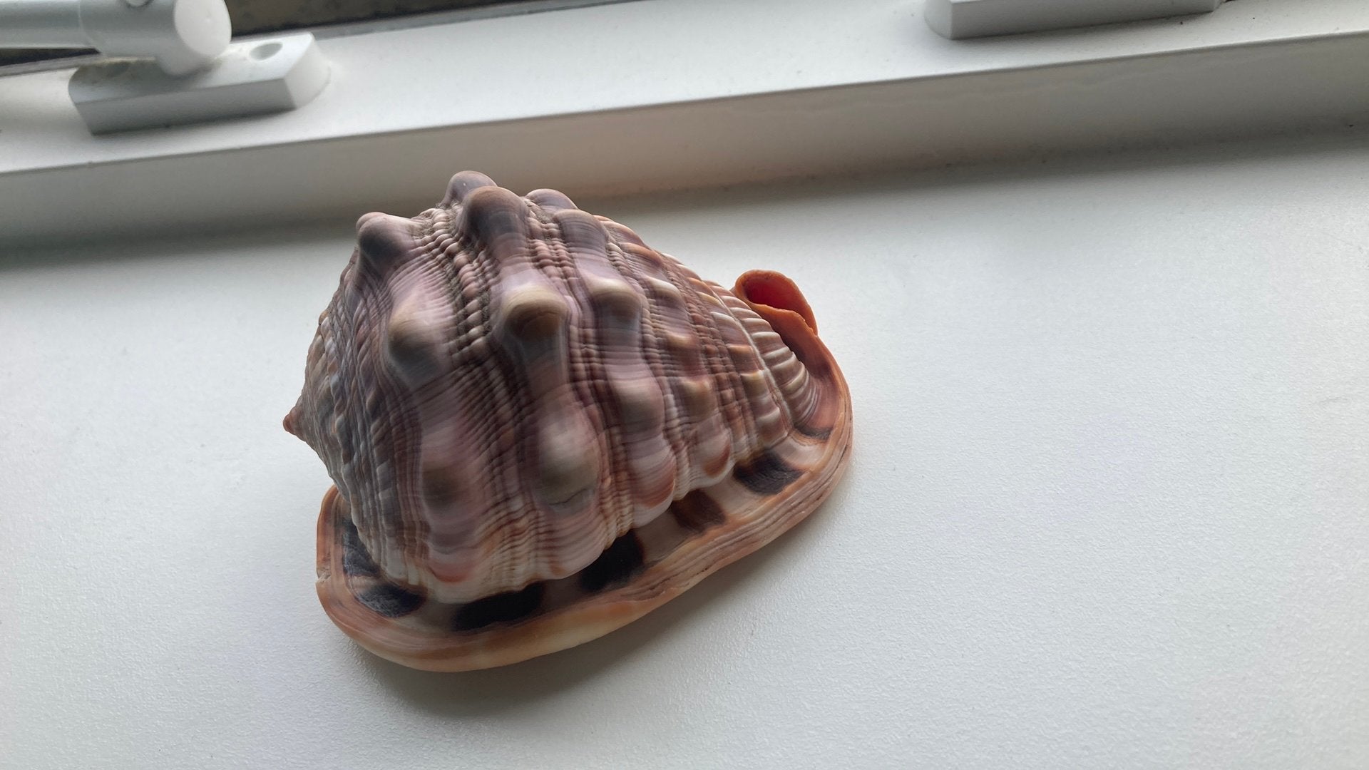 Mooie schelp, Ophalen of Verzenden, Zo goed als nieuw, Overige typen