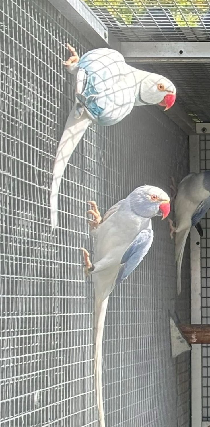 Halsbandparkieten koppel blauw opa wkws x violet opa wkws., Meerdere dieren, Parkiet, Geringd