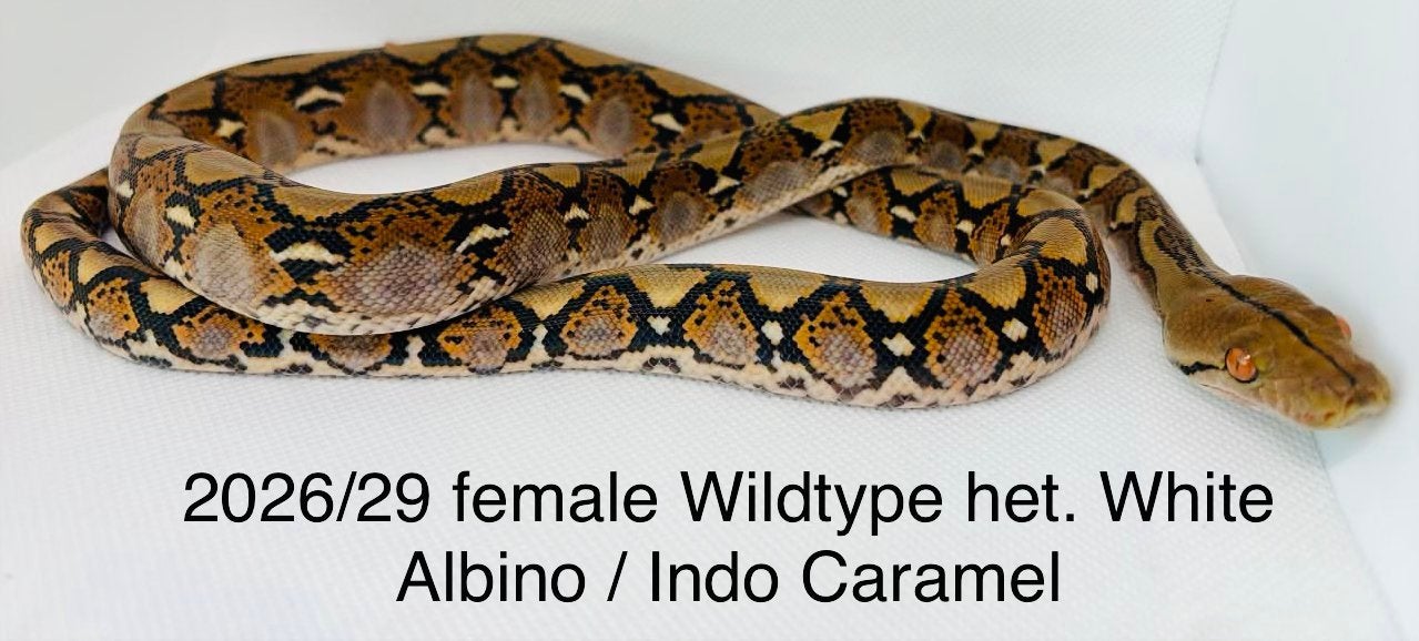 Nakweek Python Reticulatus Reticulated Python photo 22