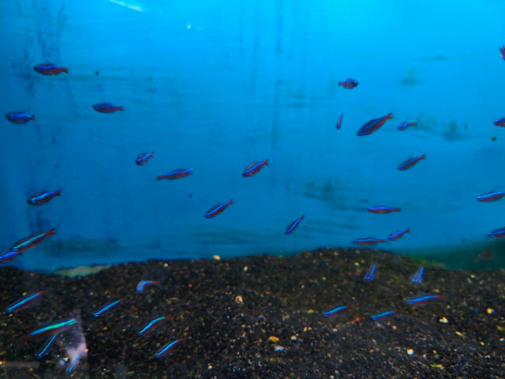 Kardinaaltetra 10 voor 16.50, Dieren en Toebehoren, Vis, Zoetwatervis, Schoolvis