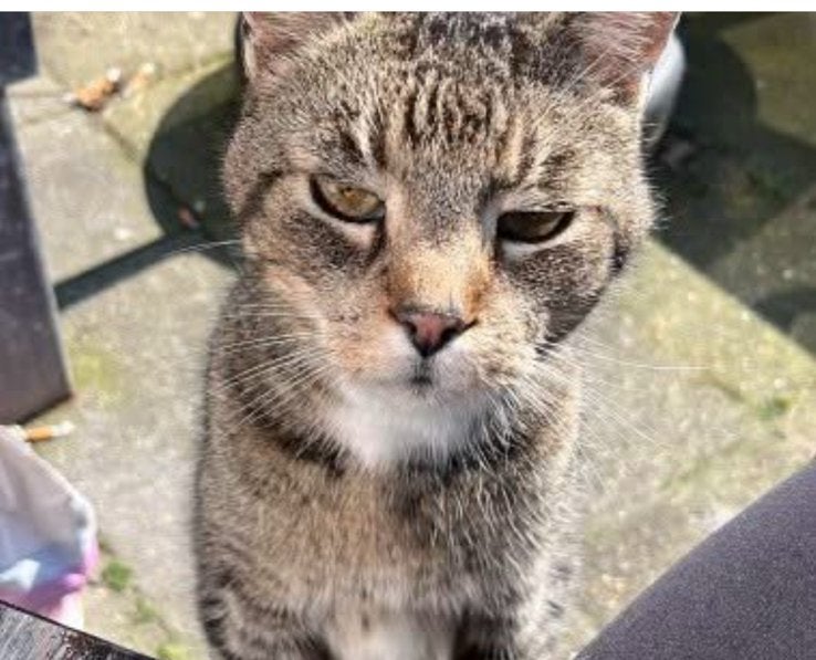 GEZOCHT HUISJE VOOR LIEVE POESJEMAUW, Dieren en Toebehoren, Kater