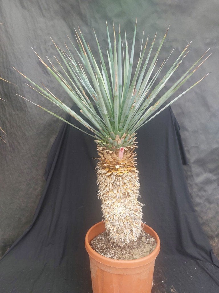 Yucca rigida 3, 110 cm, stam 55 cm, Ophalen of Verzenden, Vaste plant, Overige soorten, Volle zon