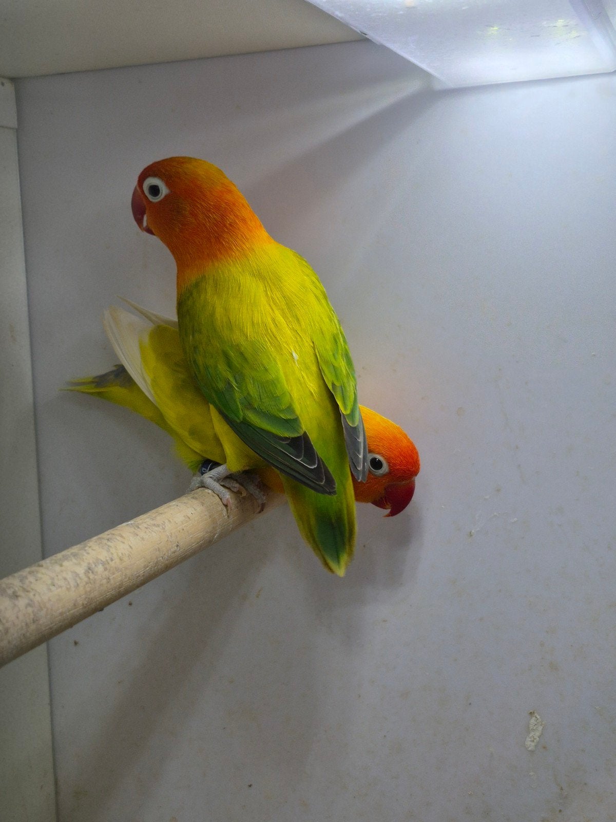 Fischeri agapornis broedkoppel, Meerdere dieren, Dwergpapegaai of Agapornis, Geringd