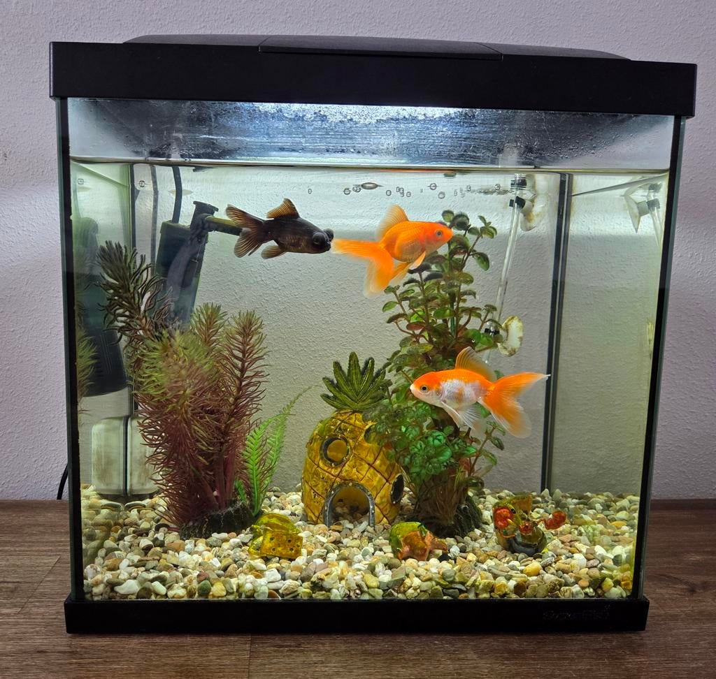 Aquarium compleet €90, Ophalen