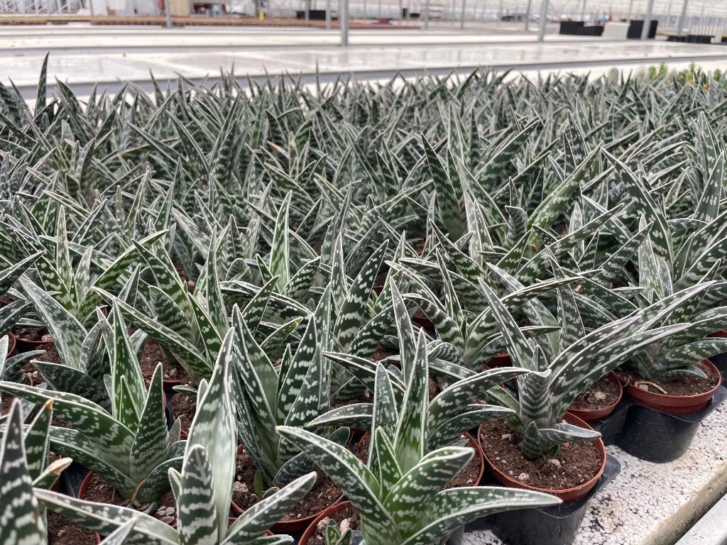 Succulent Aloe Variegata potmaat 8,5cm pot, Vetplant, Ophalen of Verzenden, In pot, Minder dan 100 cm