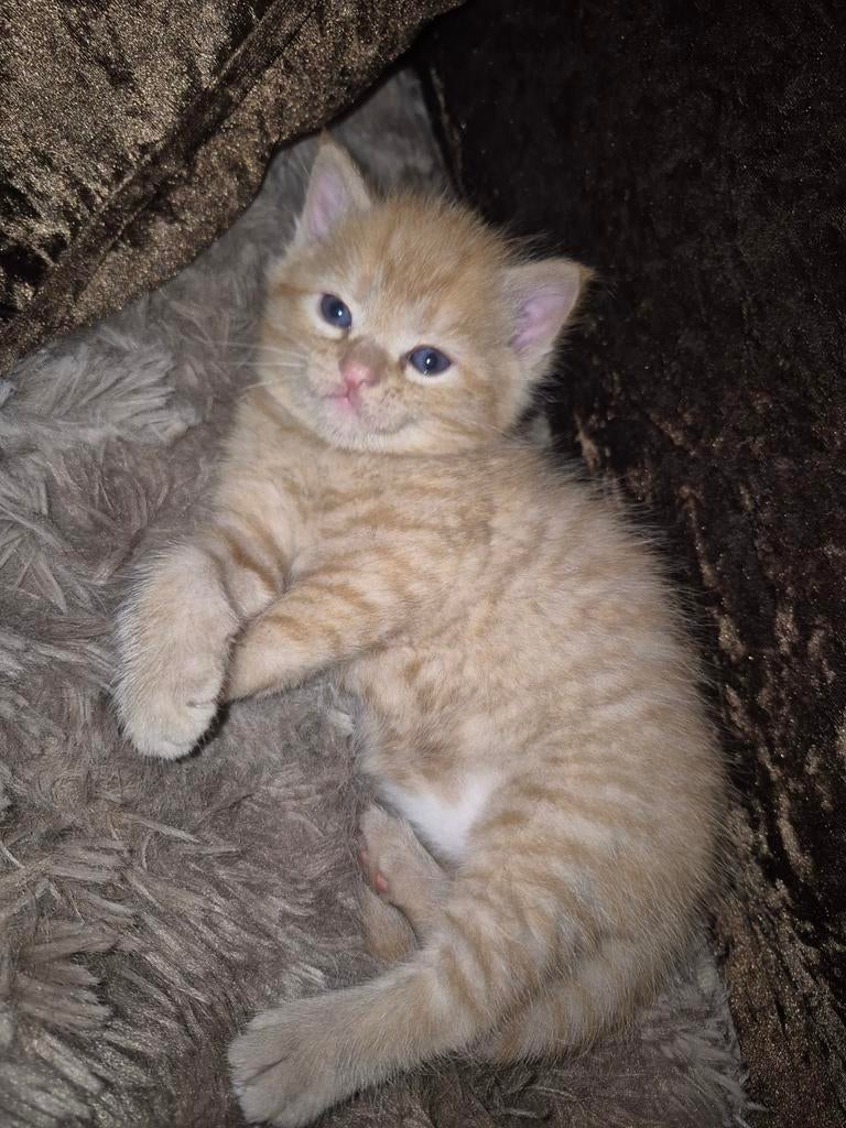 3 super lieve Kittens te koop, Dieren en Toebehoren, Katten en Kittens | Raskatten | Langhaar, Meerdere dieren