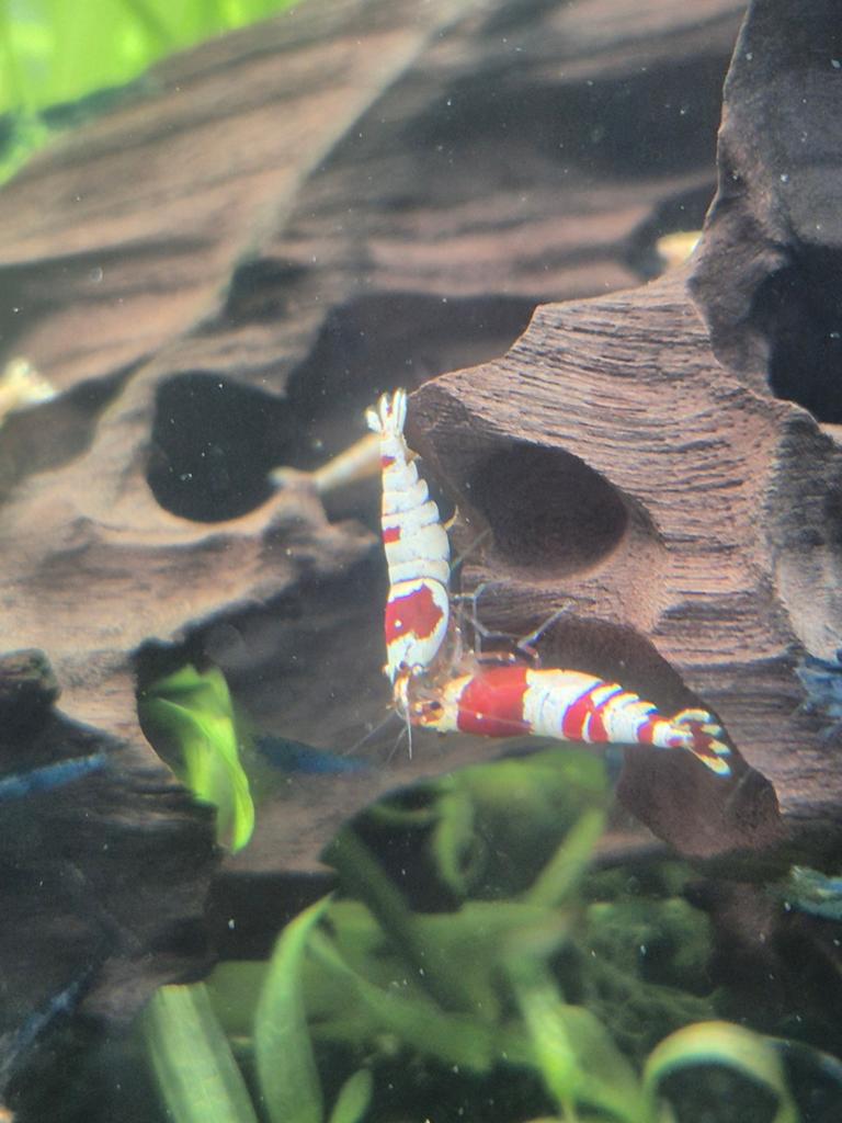 Crystal Red Garnalen Pure Red Line, Kreeft, Krab of Garnaal