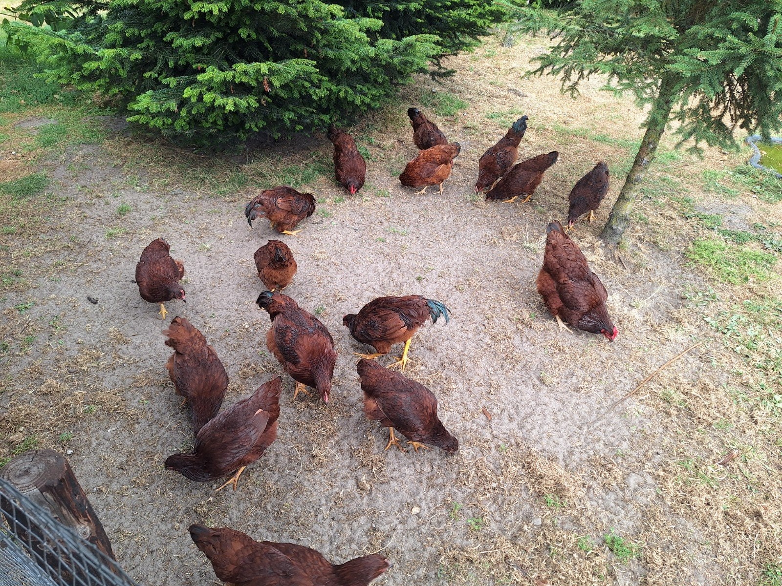 rhode island hanen te koop., Dieren en Toebehoren, Pluimvee, Meerdere dieren, Kip