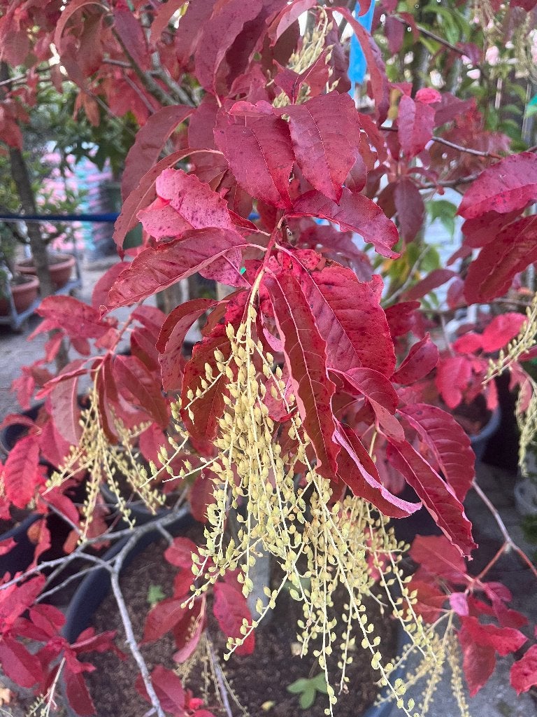 Zeldzame Oxydendrum arboreum - Zuurboom met unieke bloei, Herfst, Overige soorten, 250 tot 400 cm, Ophalen