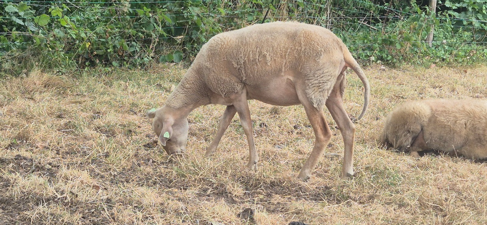 2 rouge ooien, Dieren en Toebehoren, Vrouwelijk, Schaap, 3 tot 5 jaar