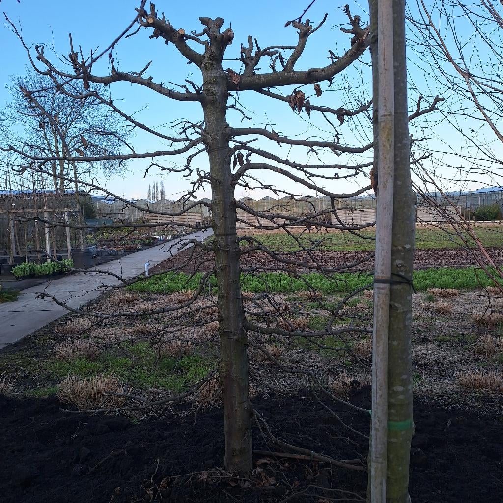 Mooie oude grote leibeuk, Tuin en Terras, Planten | Bomen, Bloeit niet, Leiboom, 100 tot 250 cm, Ophalen
