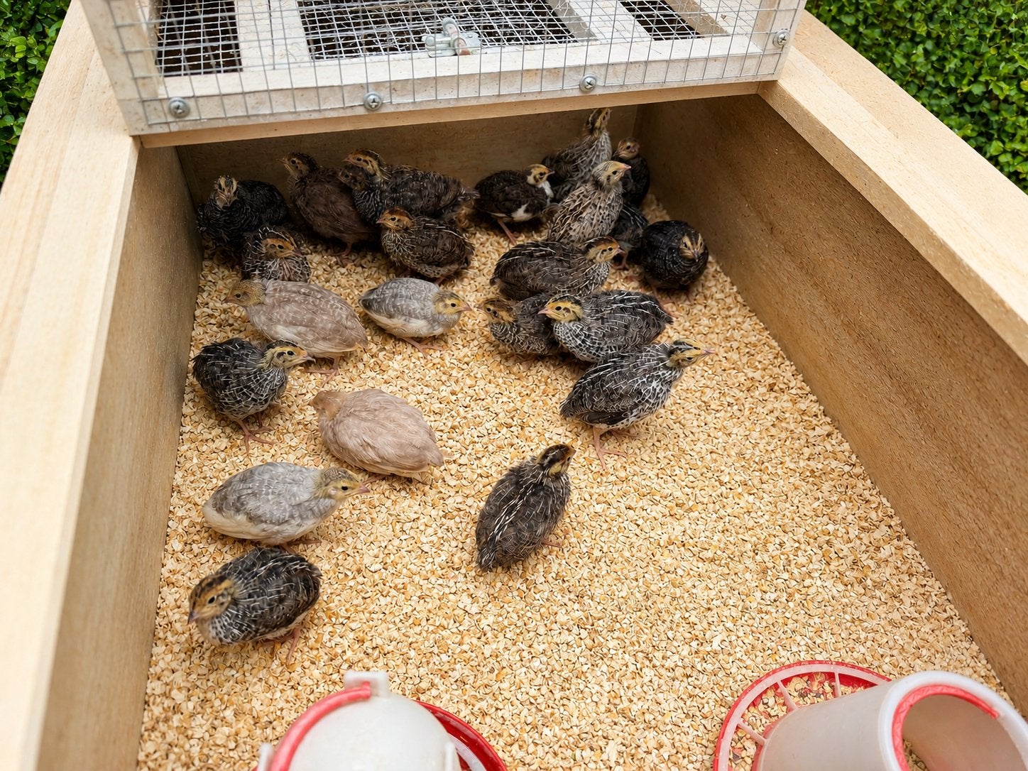 Japanse kwartels, Meerdere dieren