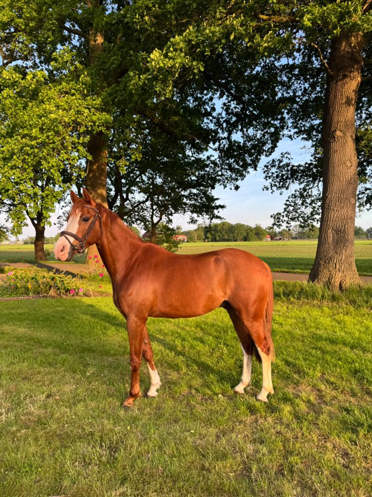 Mooie 8-jarige ruin beschikbaar, Dieren en Toebehoren, Pony's, Ruin, D pony (1.37m tot 1.48m), Met stamboom, 7 tot 10 jaar