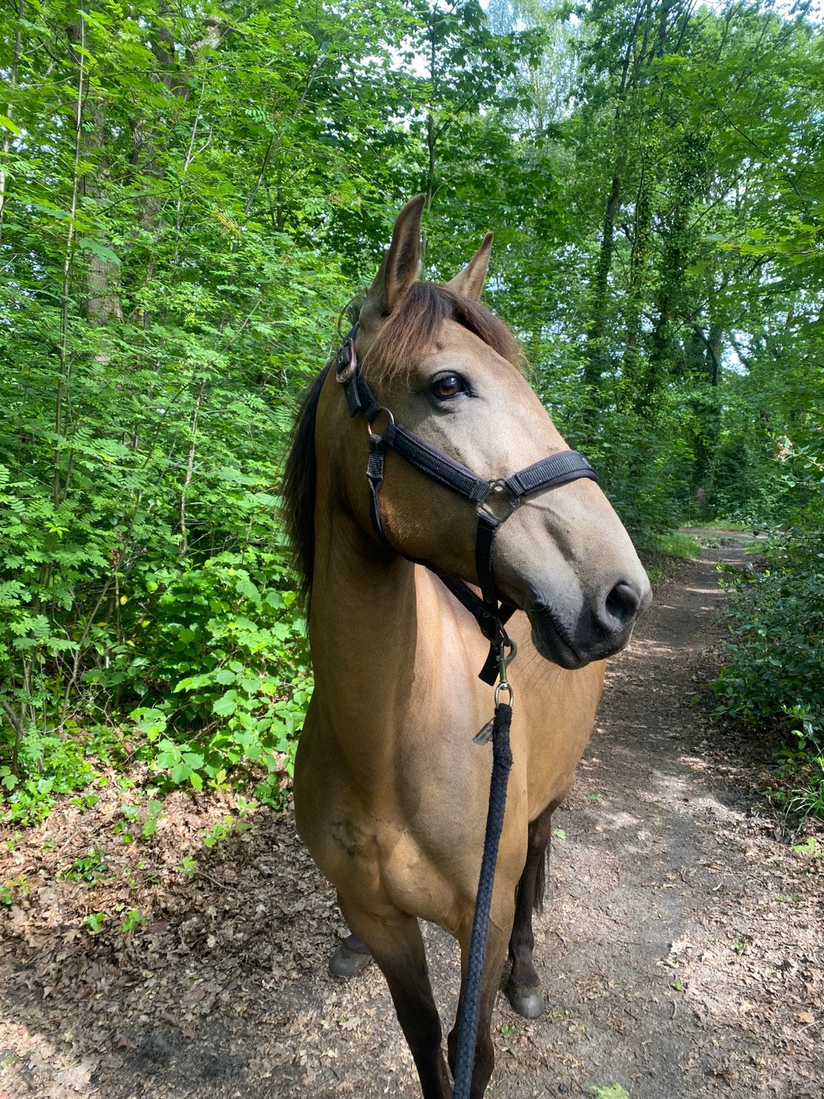 Spaanse merrie, Dieren en Toebehoren, Pony's, Merrie