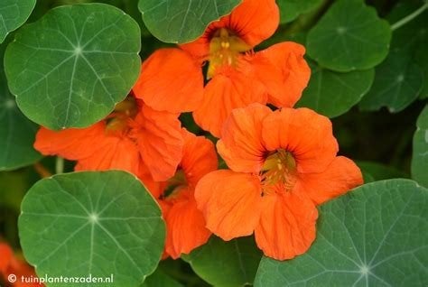 Oost-indische kers, Tuin en Terras, Ophalen, Overige soorten, Volle zon