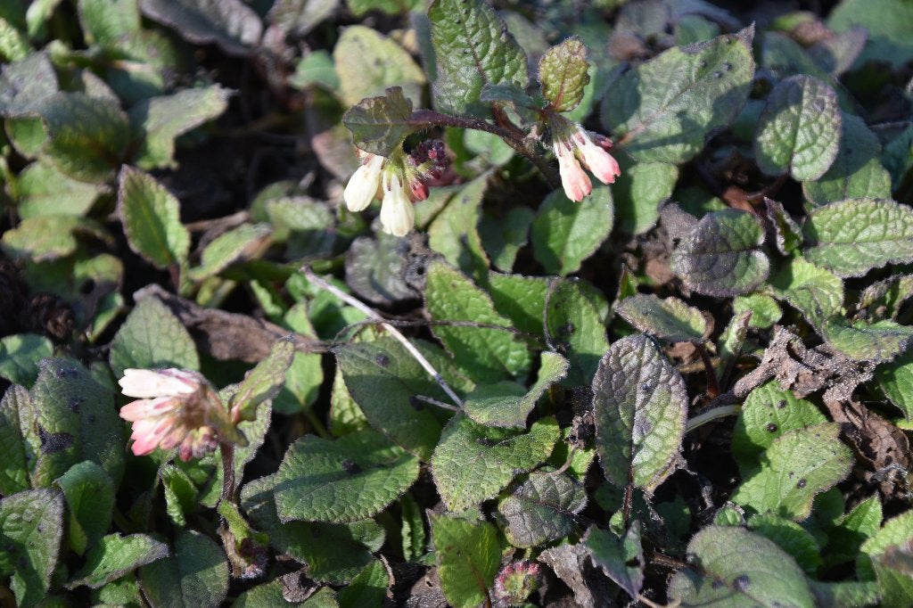 Witte smeerwortel, Ophalen, Bodembedekkers, Vaste plant, Halfschaduw