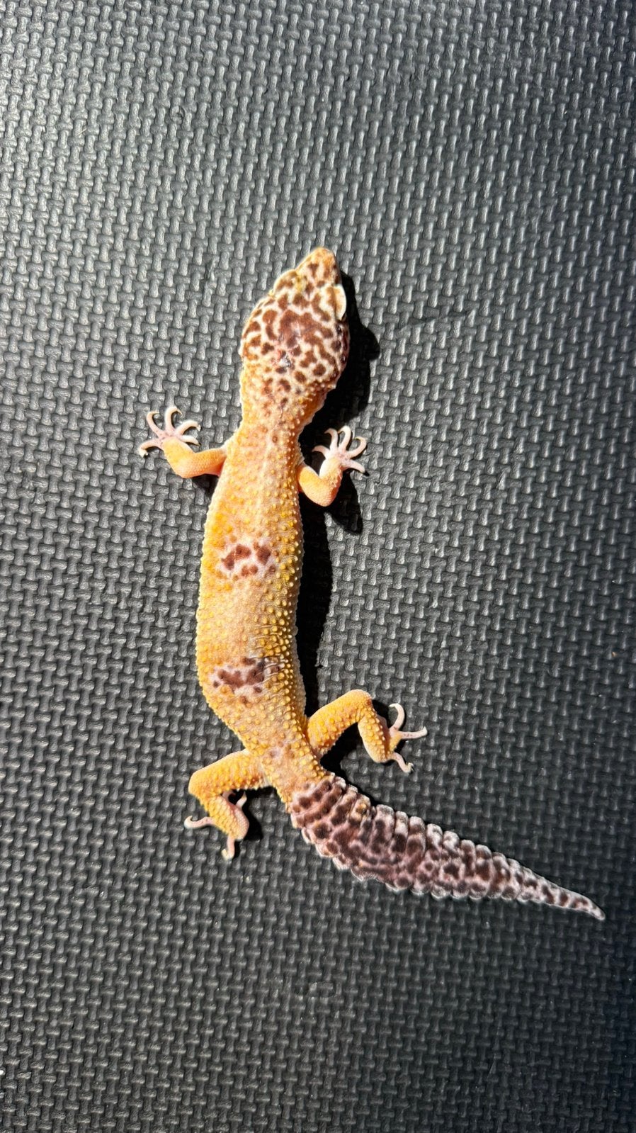 Luipaardgekko, Dieren en Toebehoren, Reptielen en Amfibieën, Hagedis, 7 tot 10 jaar
